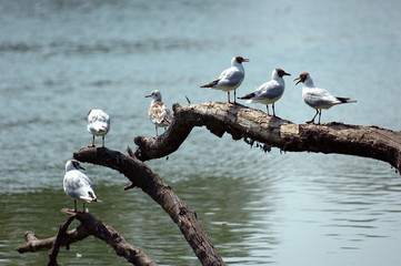 Mouettes rieuses