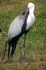 Grue caronculée