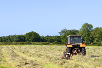 turning hay in summer