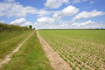 Fototapeta na wymiar agricultural landscape in summer
