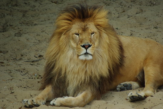 lion au repos