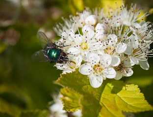 Fly on the flowers Derain. Small depth to sharpness