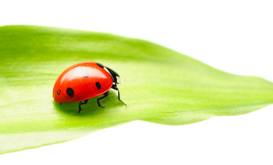 Ladybug