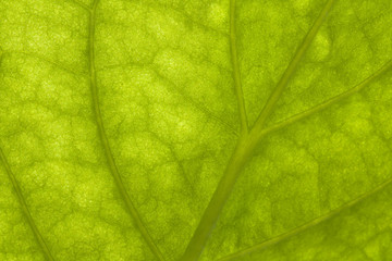 macro of a green leaf