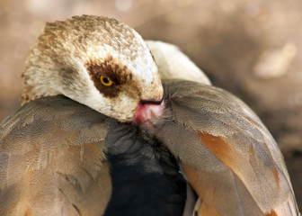 Duck