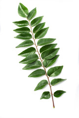 Curry leaves