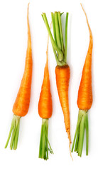 fresh carrot fruits with green leaves