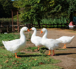 White geese
