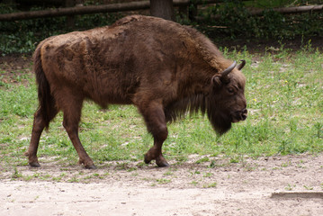 żubr © GKor