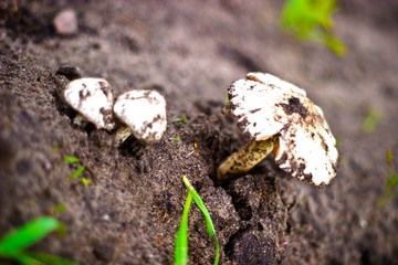 mushroom