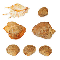 ocean seashells collection isolated on white background