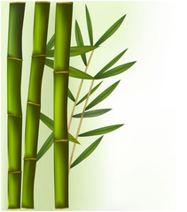Fototapeta na wymiar Bamboo on the green and white background. Vector.