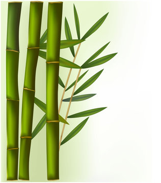 Bamboo on the green and white background. Vector.