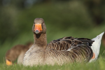 oie cendrée, anser anser