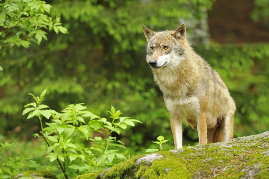 Wolf