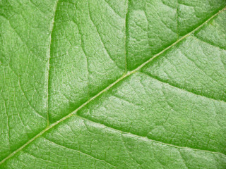 green leaf closeup