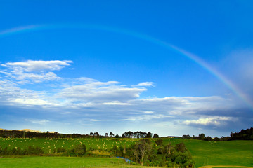 rainbow over a sheep farm