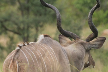 Kudu Kruger Nationalpark