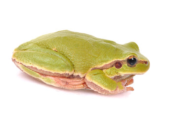 closeup green tree frog isolated on white background