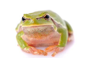 closeup green tree frog isolated on white background