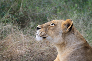Fototapeta na wymiar Löwe Kruger Nationalpark
