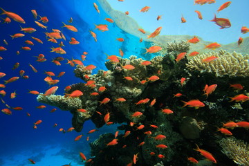 Fototapeta na wymiar Coral and Anthias