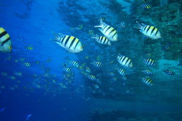 Shoal of Scissortail Sergeants