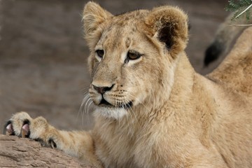Fototapeta na wymiar Młoda Lion
