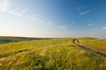 Naklejka premium evening in a summer steppe
