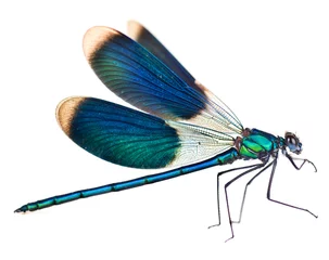 Foto op Plexiglas Vlinder Libel geïsoleerd op wit