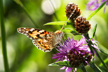 Butterfly on flower drink nectar © prentiss40