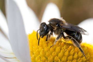 bee on the camomile