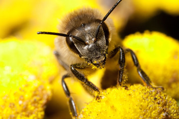 the bee with the pollen on its head and legs
