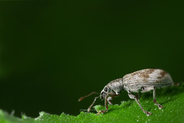 weevil on the leaf