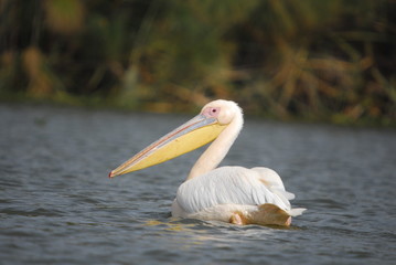 Great White Pelican (Pelecanus onocrotalus), lake Nakuru