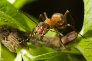 brown ant on the leaf with the greenfly