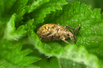 weevil on the leaf