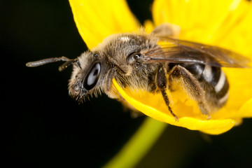 bee on the flower