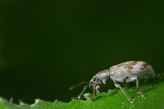 weevil on the leaf