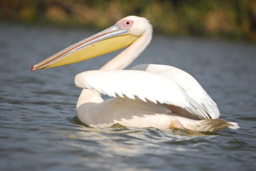 Fototapeta na wymiar Great White Pelican (Pelecanus onocrotalus), jezioro Nakuru
