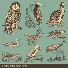 Forest bird set vector background