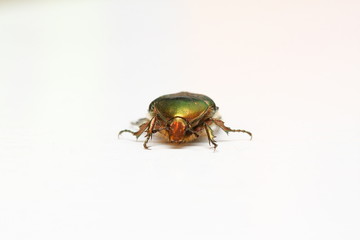 cétoine