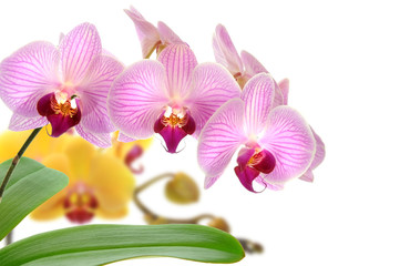 Orchideen 46