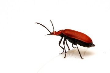insecte rouge
