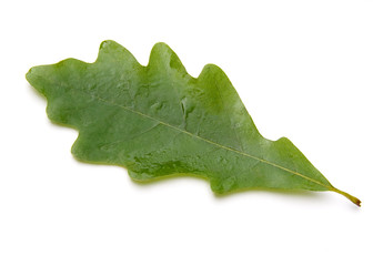 Oak Leaf