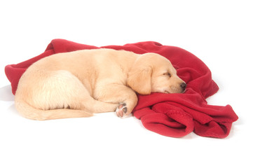 cute yellow puppy sleeping with red blanket