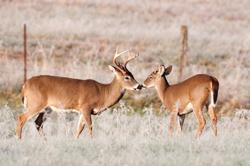 Two whitetail bucks