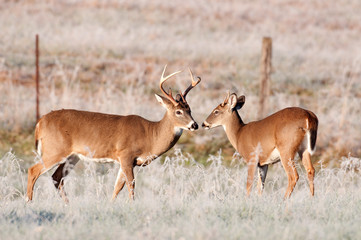 Two whitetail bucks