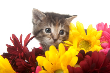 Tabby kitten and colorful flowers