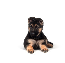 German Shepherd puppy on white